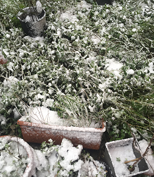 snowmelt on vegetation