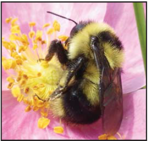 picture of bee