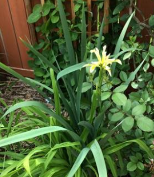 Iris orientalis