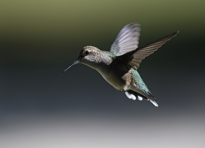A ruby-throated hummingbird in flight. Photo by Sandra Coté.