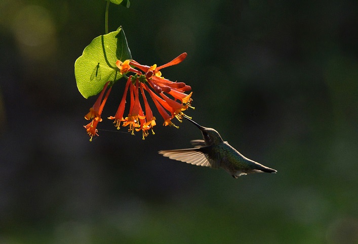 A ruby-throated hummingbird feeds from a honeysuckle vine. Photo by Sandra Coté.