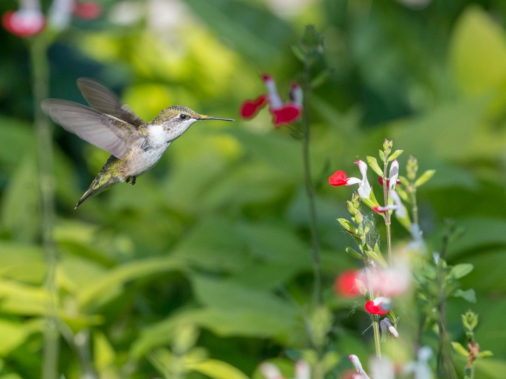 A ruby-throated hummingbird approaches a flower to feed. Pollen can be seen on the top of the beak. Photo by William Rideout.