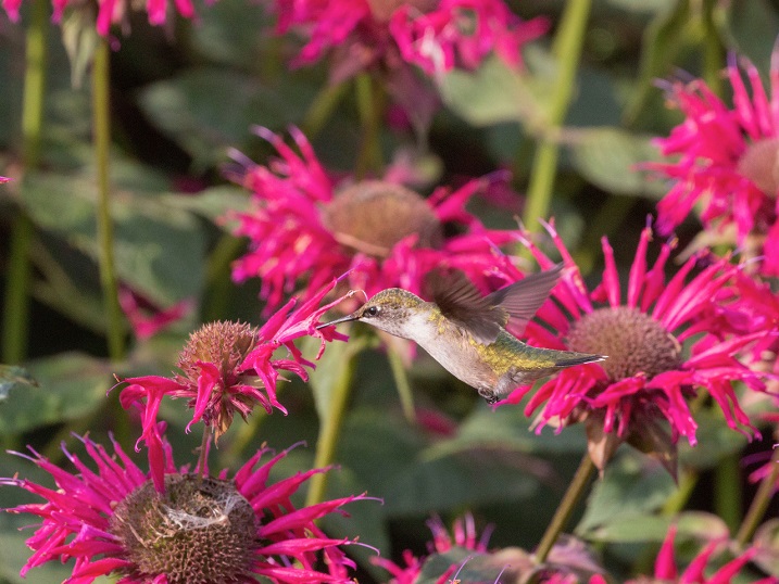Ruby-throated hummingbird feeding from a cultivar related to wild bergamot (Monarda fistulosa). Photo by William Rideout.
