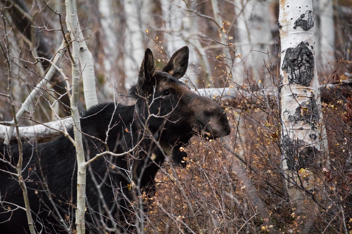 picture of moose in a forest