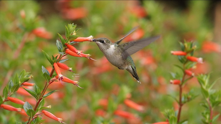A hummingbird feeds from a flower. Photo by Sujata Basu.