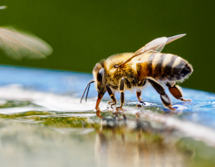 picture of bee drinking water