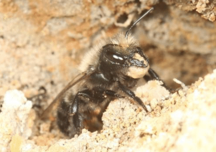 picture of mason bee nesting
