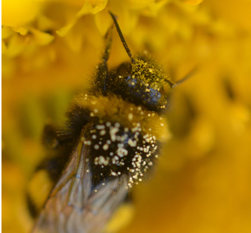 Picture of bee full of pollen